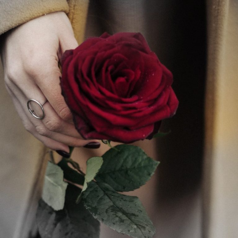 Hand hält eine rote Rose mit grünen Blättern.